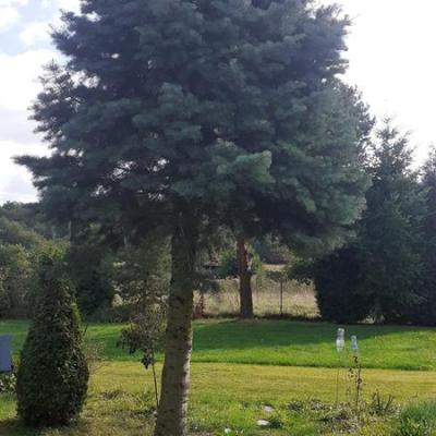 Agroturystyka Leśne Zacisze